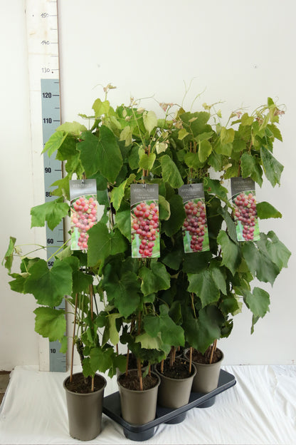Vitis &