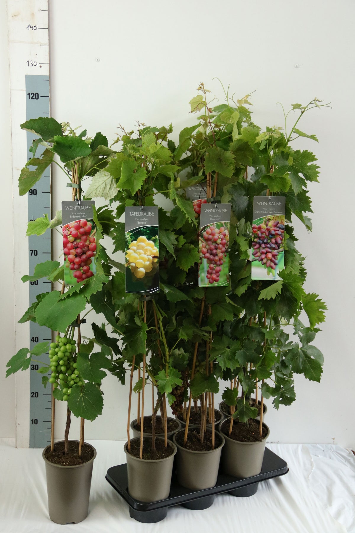 Vitis (Vindruva) i sorter C3 (3 liters kruka) / 19 cm kruka 80-100 cm