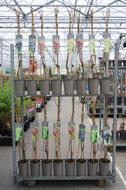 Vitis (Vinranka) i sorter C3 (3 liters kruka) / 19 cm kruka 80-100 cm