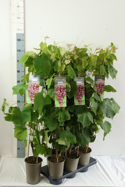 Vitis &