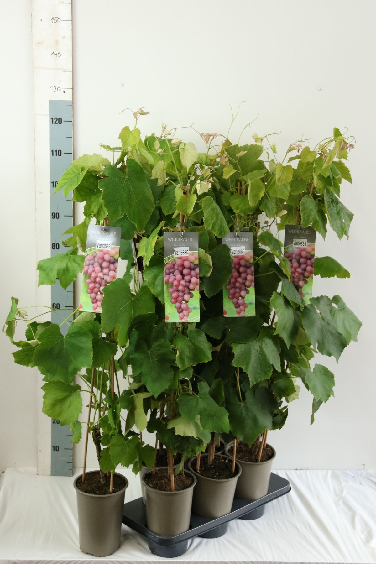 Vitis &
