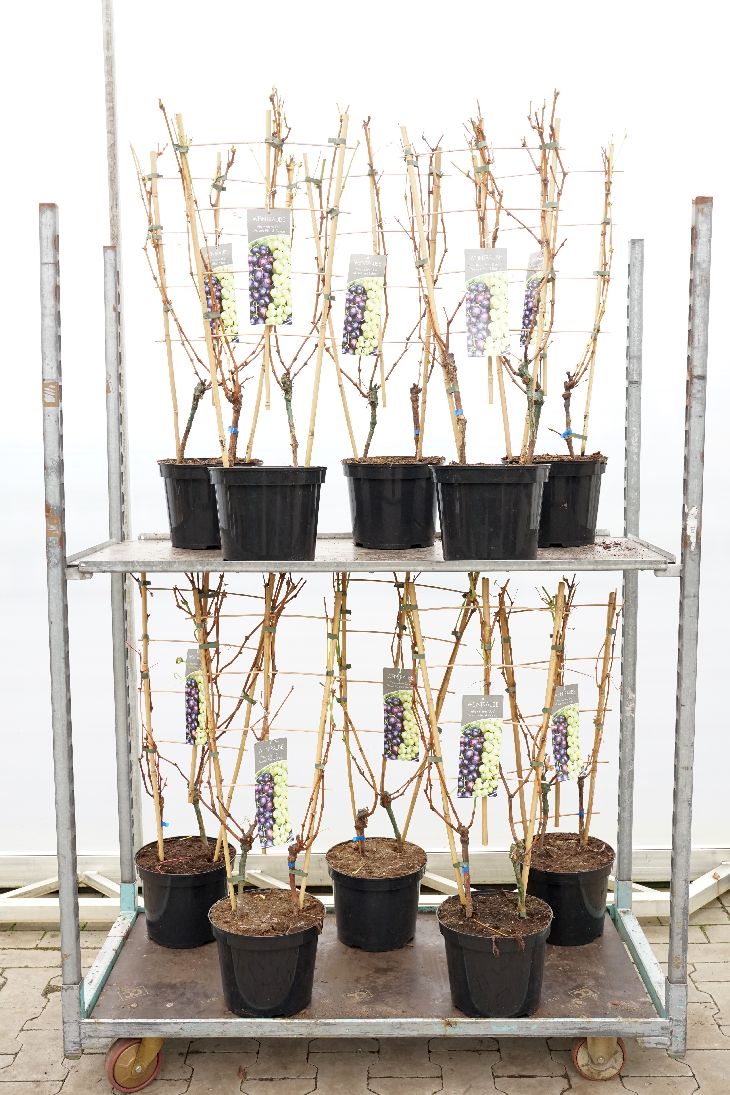 Vinranka vinifera (duo) - C7,5/P26 ESPALIER