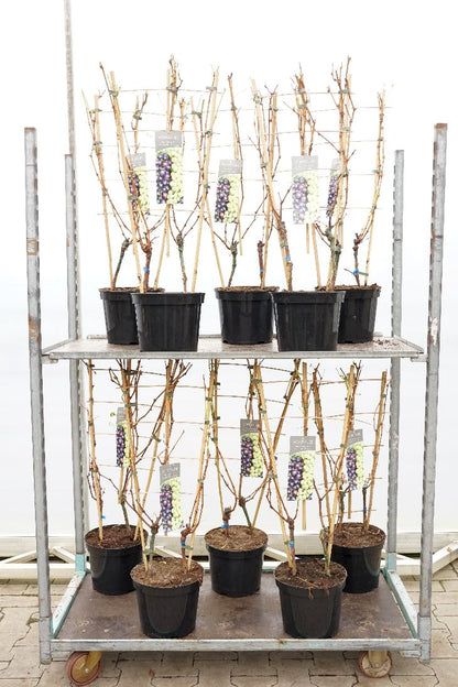 Vitis vinifera (duo) C7,5 (7,5 liters kruka) på spaljé