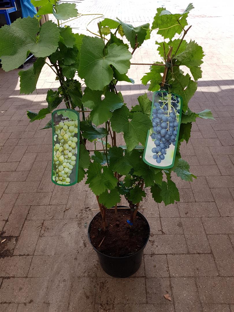 Vitis vinifera (duo) &