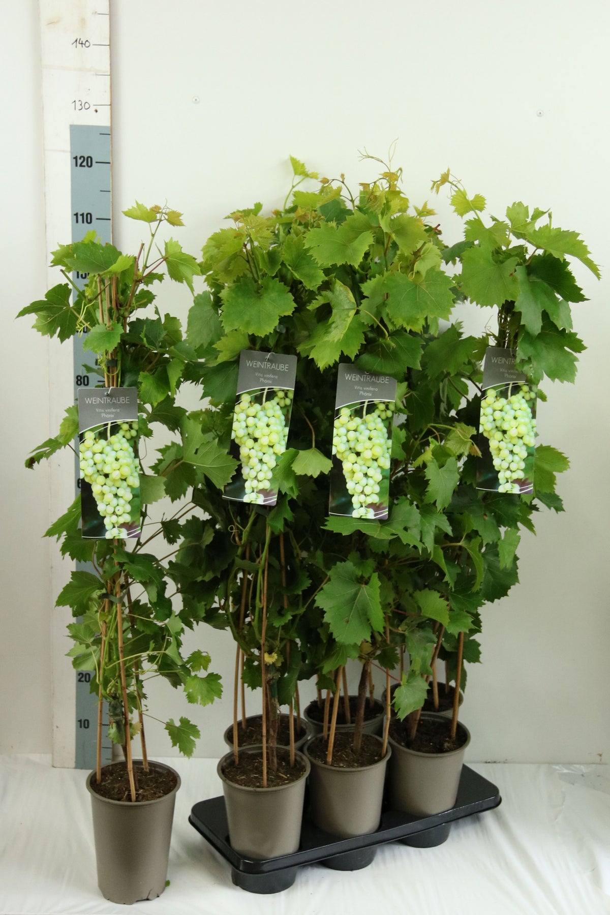 Vitis vinifera &