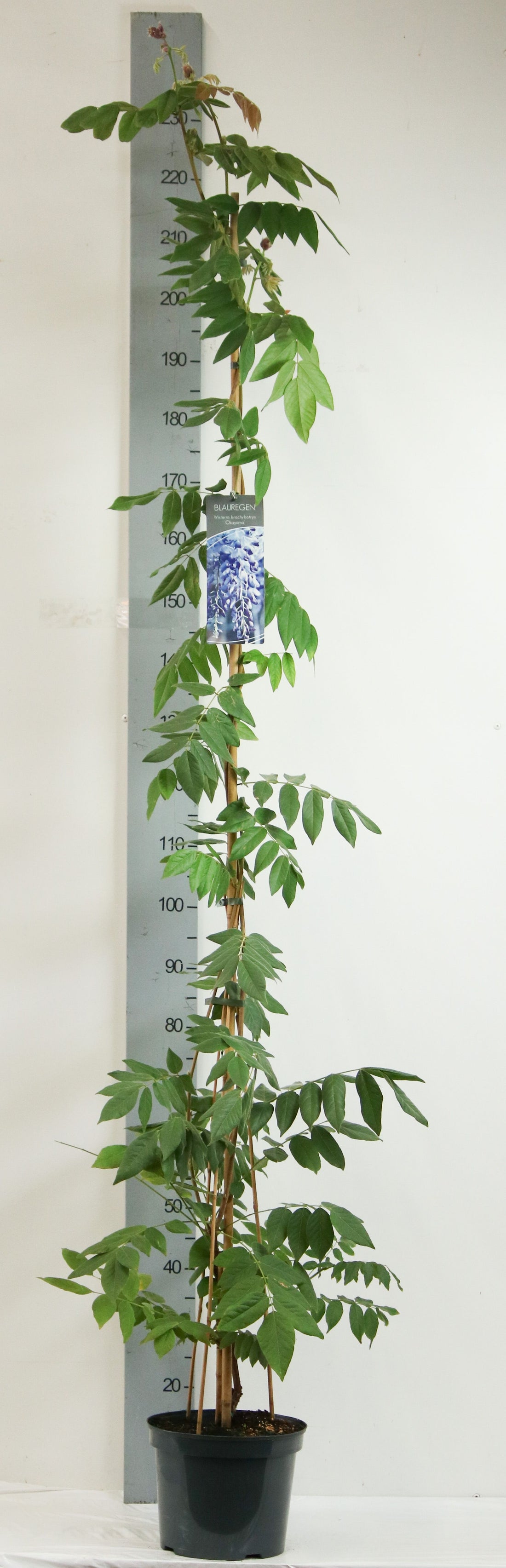 Wisteria b &