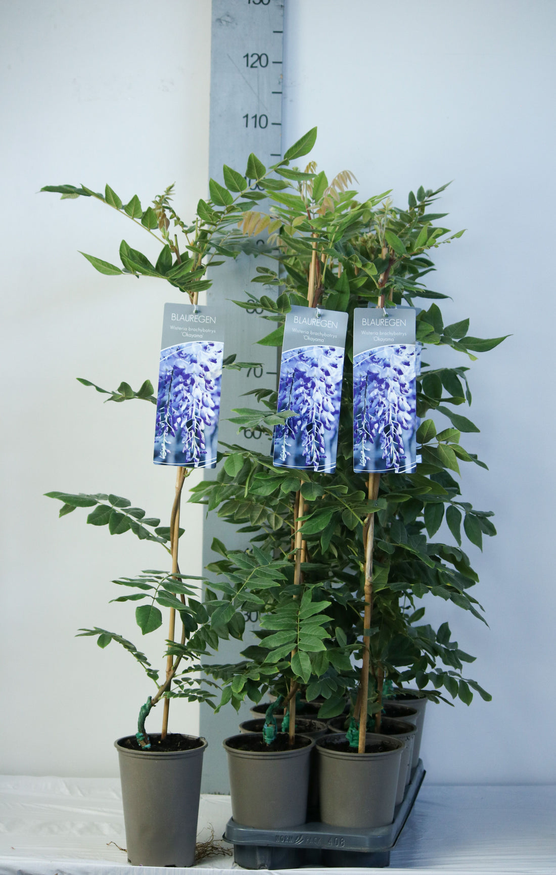 Wisteria b &