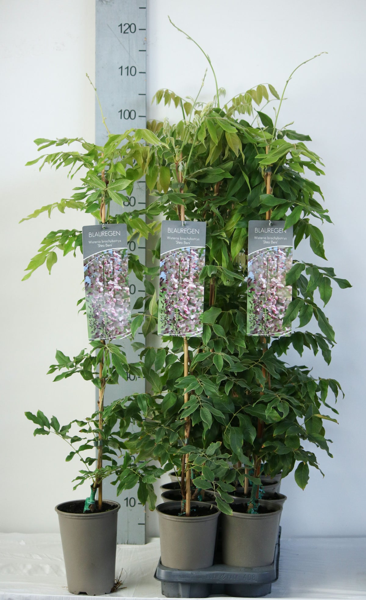 Wisteria brach. &