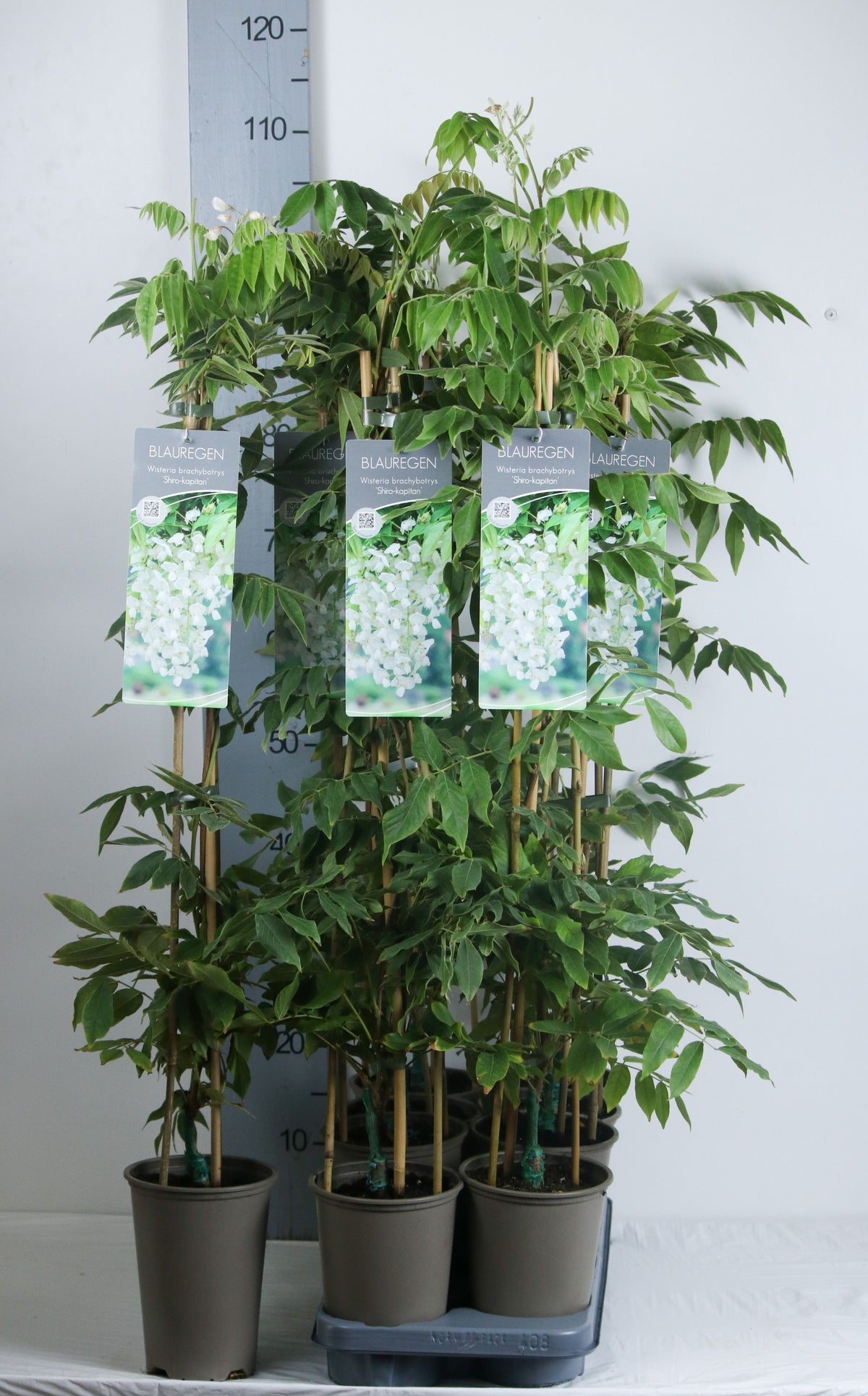 Wisteria brachybotrys &