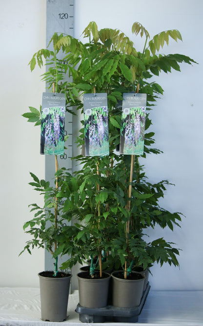 Wisteria flor. &