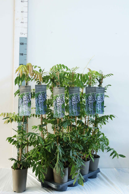 Wisteria form. &