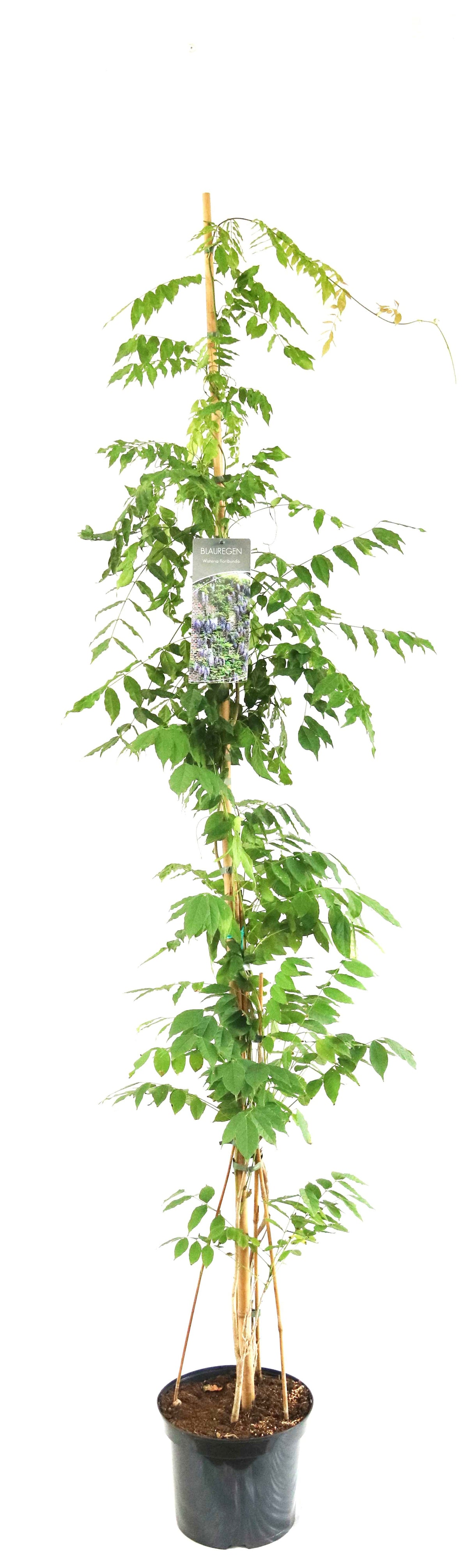 Wisteria floribunda C7,5 (7,5 liters kruka) 150-200 cm