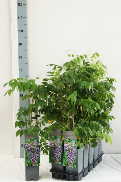 Wisteria frutescens &