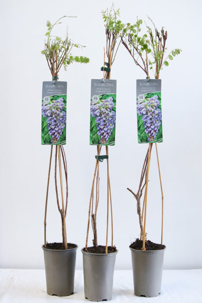 Wisteria frut. &