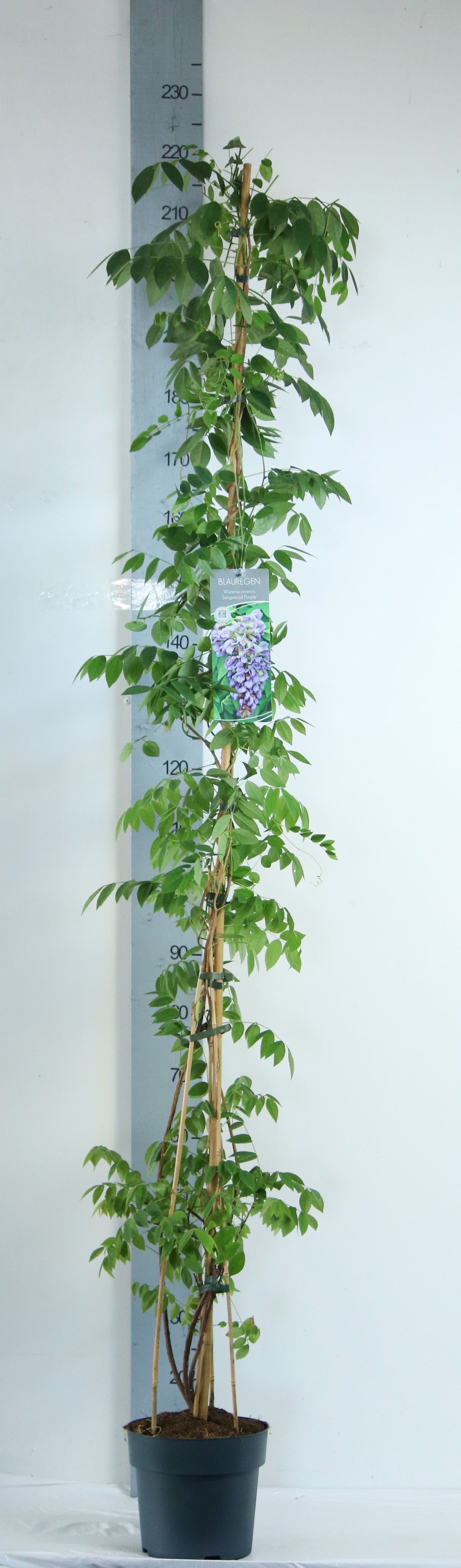 Wisteria frut. &