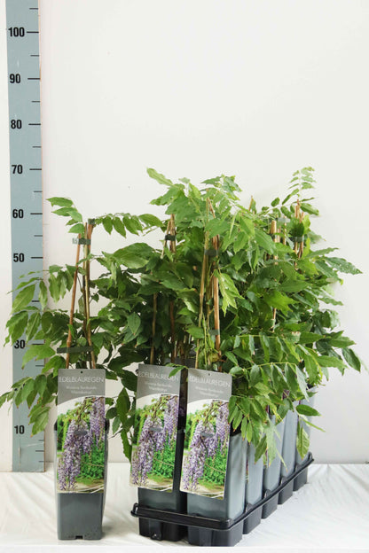 Wisteria flor. macrobotrys C2 (2 liters kruka) 40-60 cm - 3 käppar