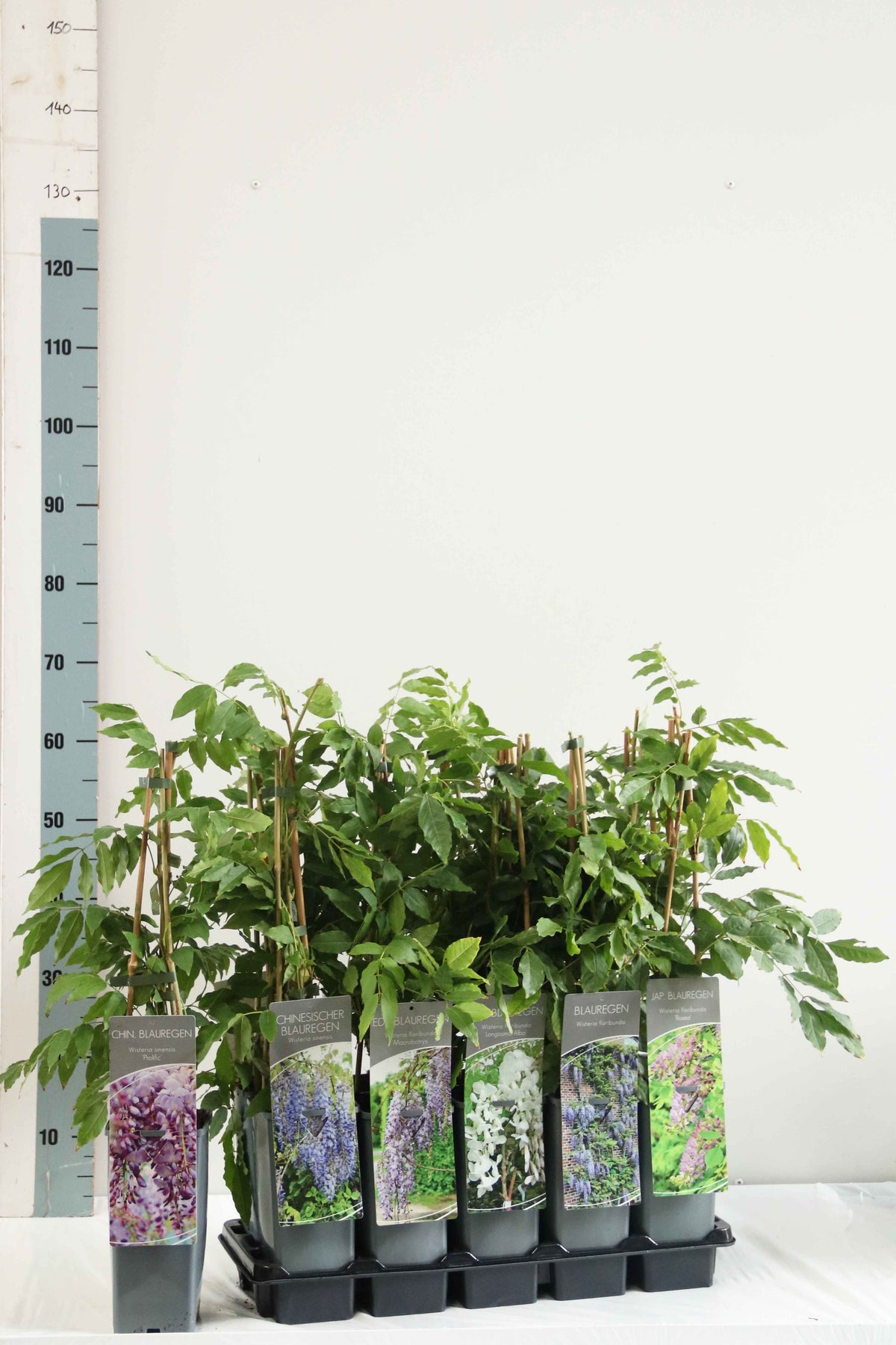 Wisteria i olika sorter C2 (2 liters kruka) / 17 cm kruka, 40–60 cm