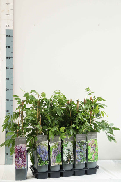 Wisteria i olika sorter C2 (2 liters kruka) / 17 cm kruka, 40–60 cm