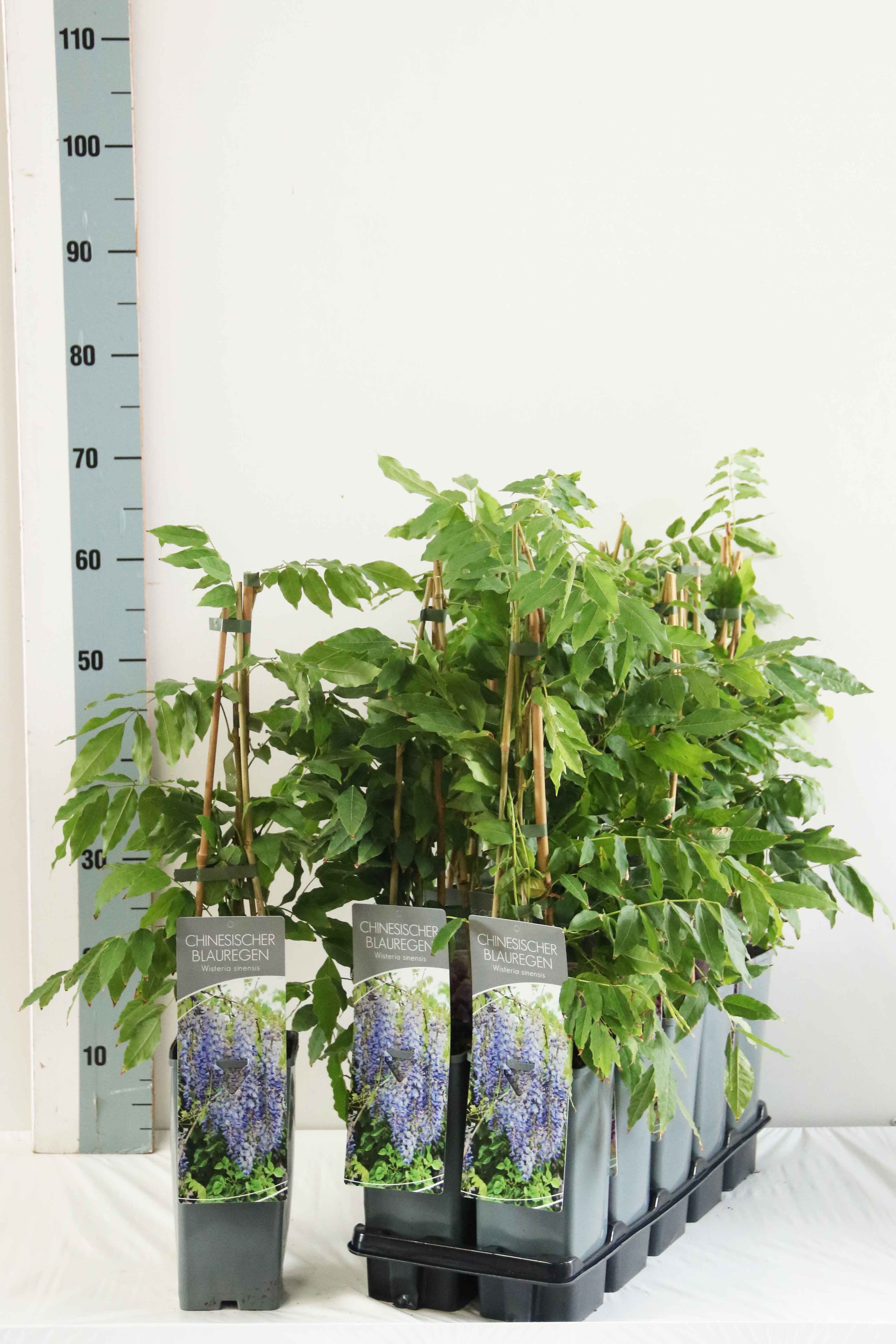 Wisteria sinensis (Kinesiskt blåregn) C7,5 (7,5 liters kruka / 26 cm kruka) 175-200 cm