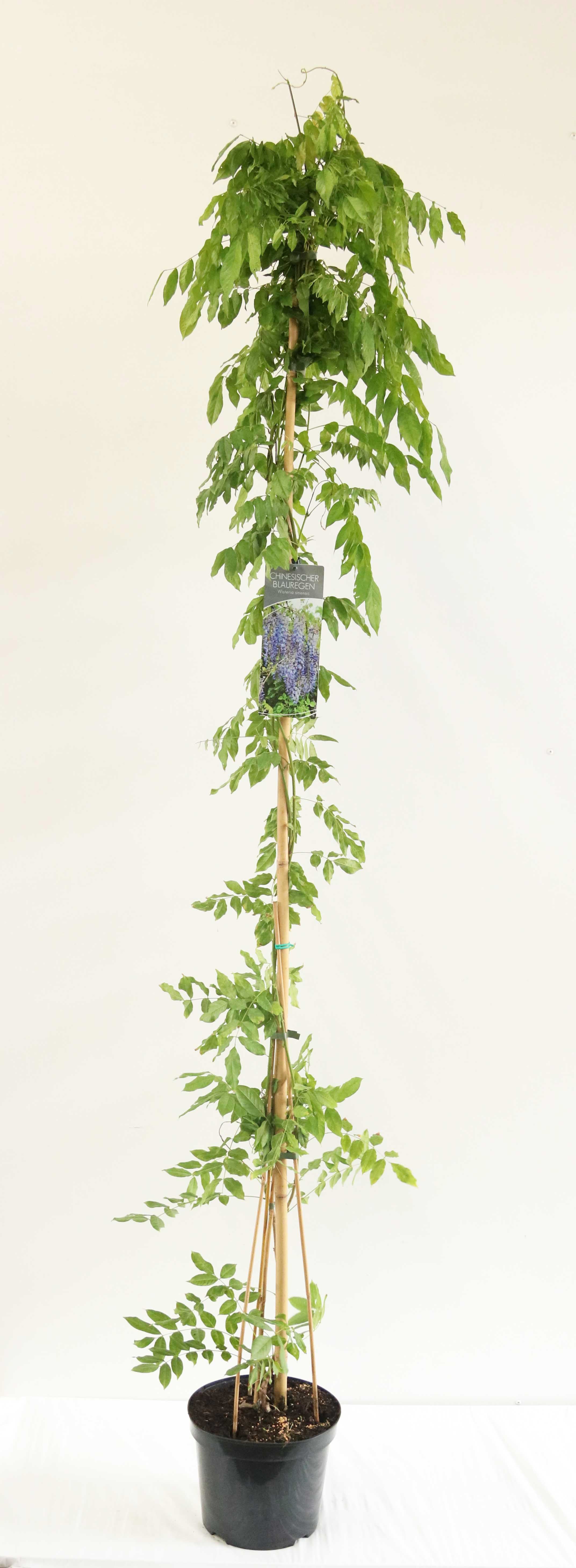 Blåregn sinensis - C7,5/P26 150-200 CM