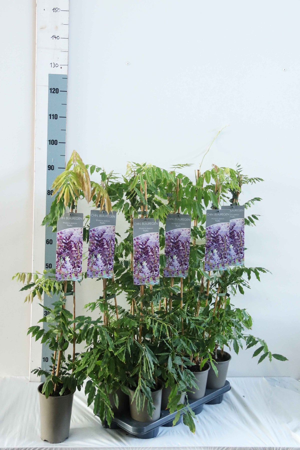 Wisteria sinensis &