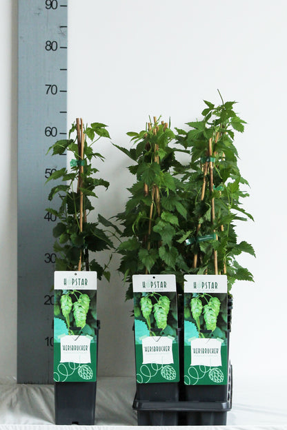 Humulus lupulus &