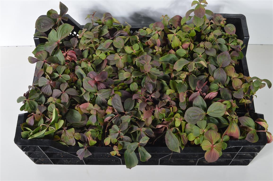Cornus canadensis 10-15 cm (9 cm kruka)