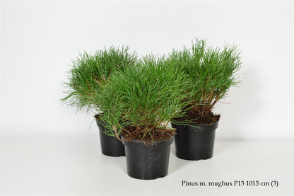 Pinus mugo mugo C1 (1 liters kruka) 10-15 cm