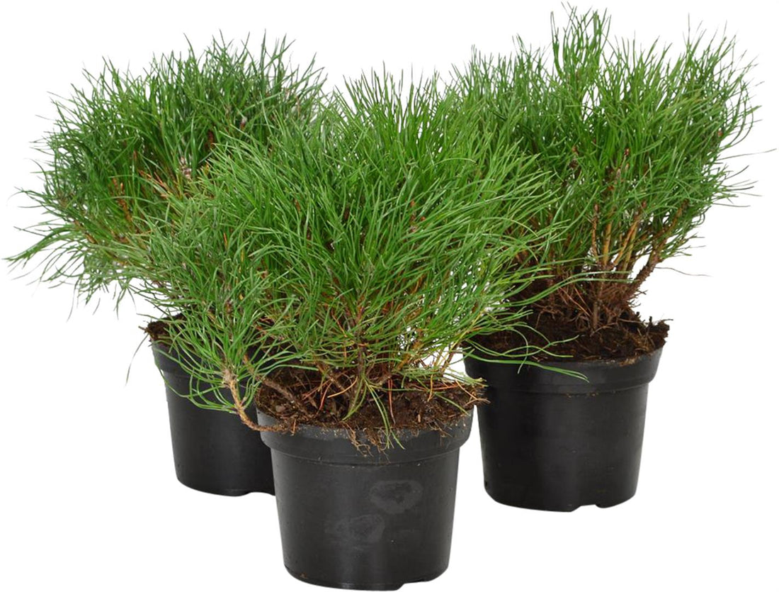 Pinus mugo mugo C1 (1 liters kruka) 10-15 cm