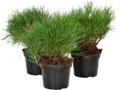 Pinus mugo mugo C1 (1 liters kruka) 10-15 cm