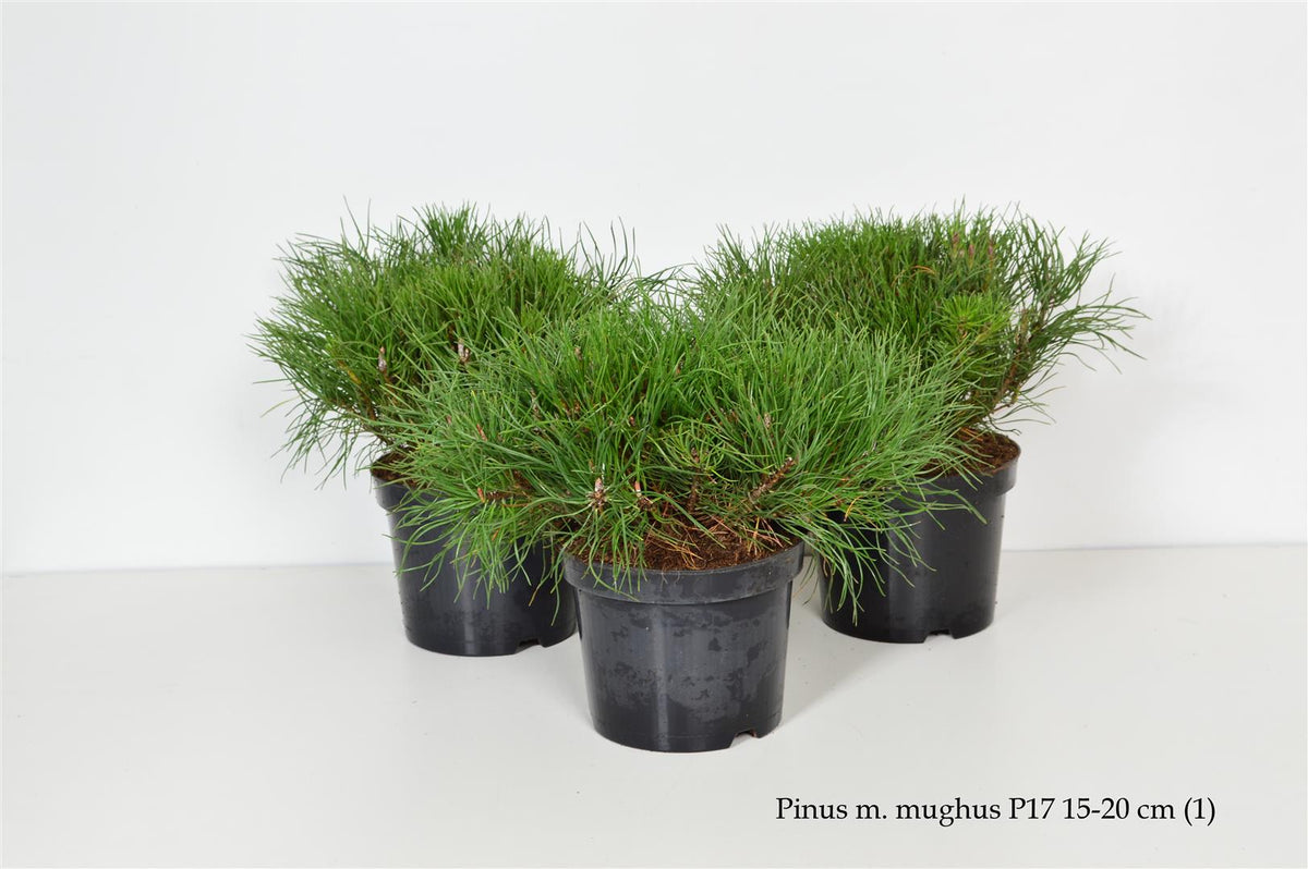 Pinus mugo mugo 15-20 cm - C2 (2 liters kruka)