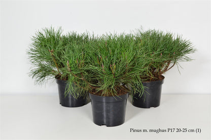 Pinus mugo mugo C2 (2 liters kruka) / 17 cm kruka 20-25 cm