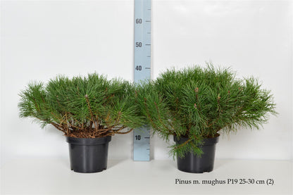 Pinus mugo mugo C3 (3 liters kruka / 19 cm kruka) 25-30 cm