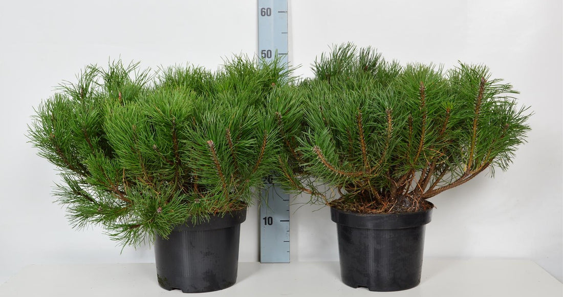 Tall mugo mugo (mughus) - C5/P23 30-35 CM