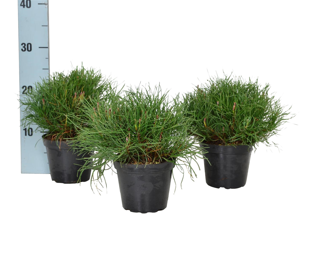 Pinus mugo pumilio C1 (1 liters kruka / 13 cm kruka) 10-15 cm