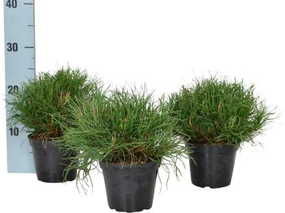 Pinus mugo pumilio C1 (1 liters kruka / 13 cm kruka) 10-15 cm