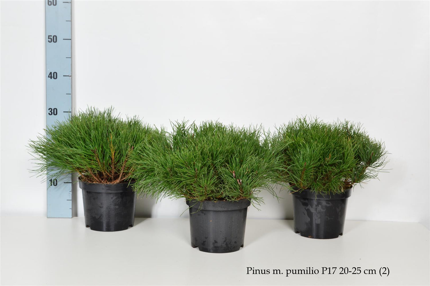 Tall mugo pumilio - C2/P17 20-25 CM