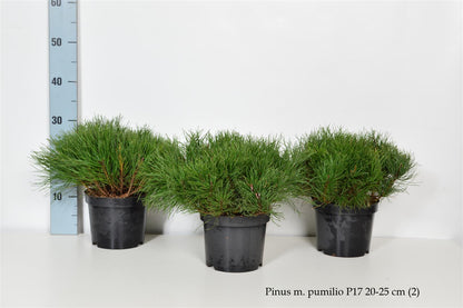 Pinus mugo pumilio C2 (2 liters kruka) 20-25 cm