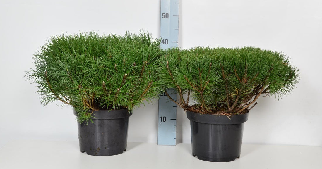 Tall mugo pumilio - C5/P23 30-35 CM