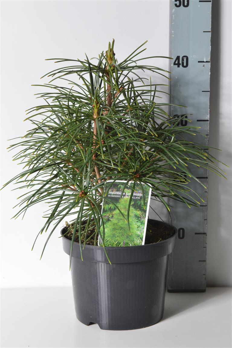 Sciadopitys verticillata C3 (3 liters kruka) / 19 cm kruka, 30-35 cm