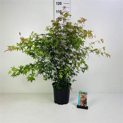 Acer palmatum 60-80 cm, C7 (7 liters kruka)