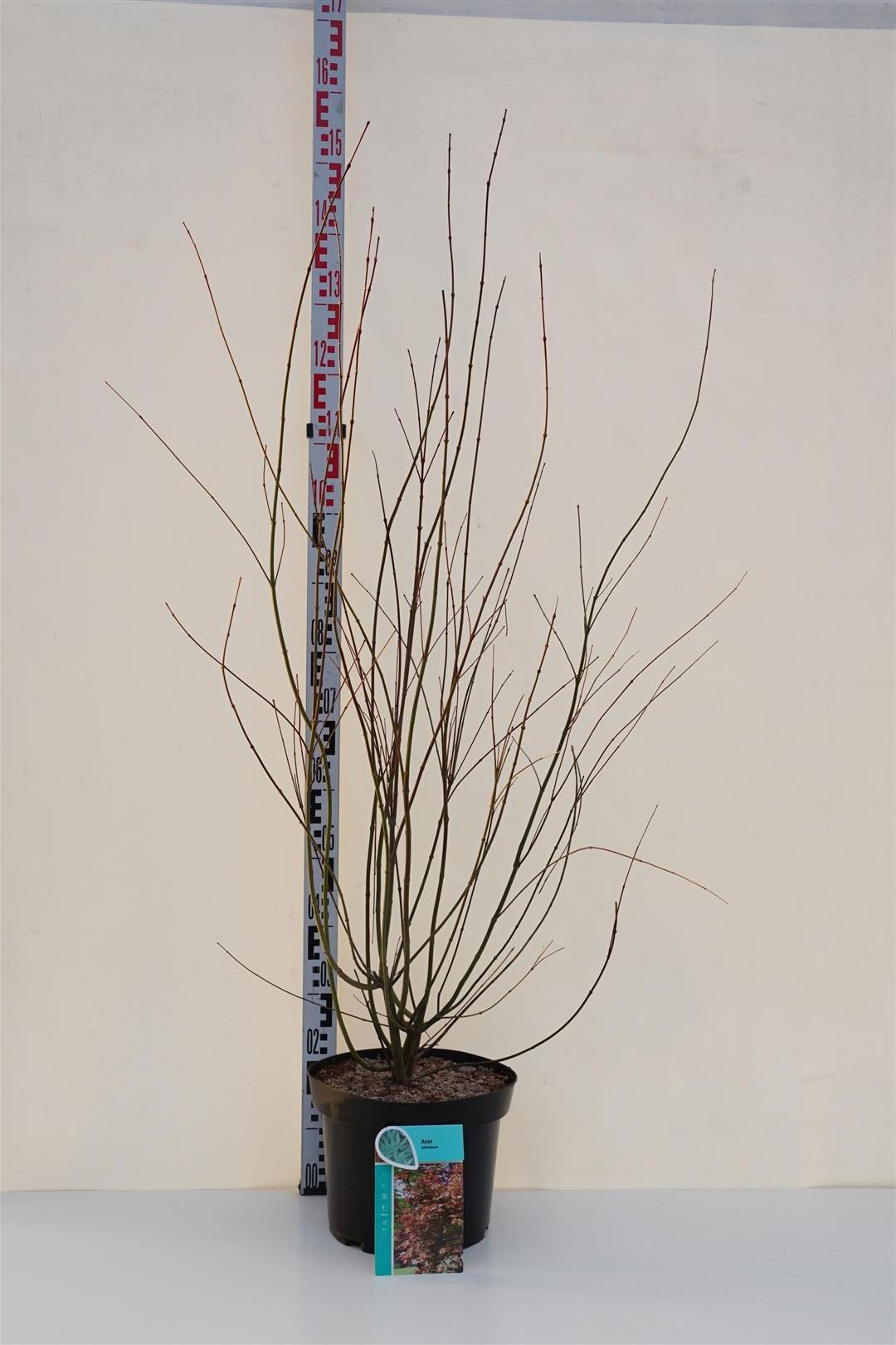 Acer palmatum C10 (10 liters kruka) 80-100 cm