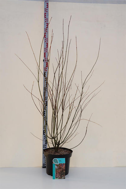 Acer palmatum C10 (10 liters kruka) 80-100 cm