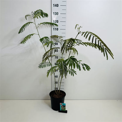 Albizia julibrissin C7 (7 liters kruka) 50-60 cm