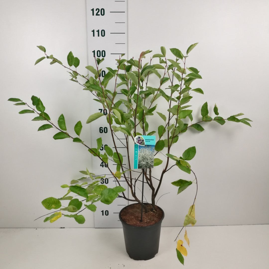 Amelanchier lamarckii C7 (7 liters kruka) 60-80 cm