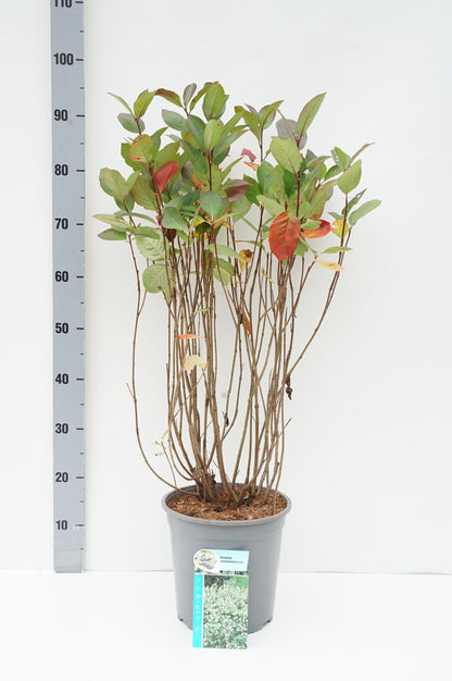 Aronia melanocarpa C7 (7 liters kruka) 50-60 cm