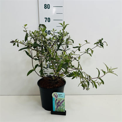 Buddleja davidii &