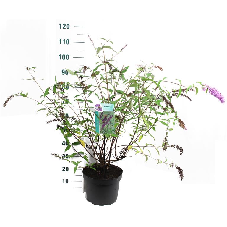 Buddleja d. &