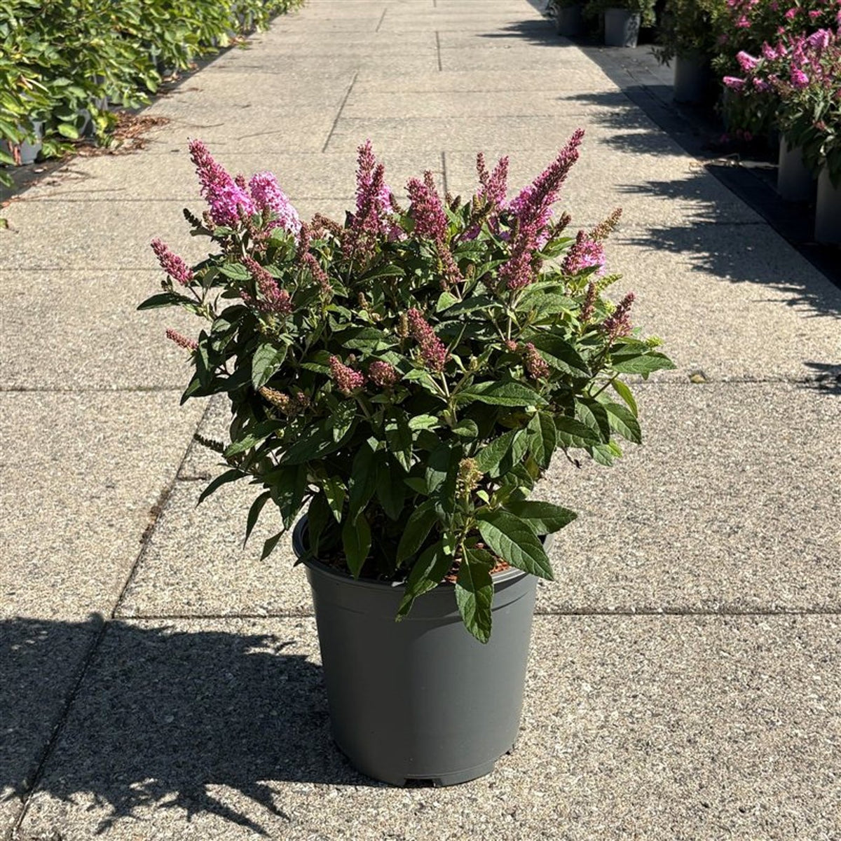 Buddleja d. &