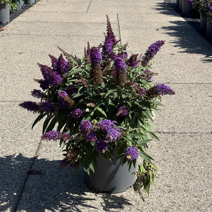 Buddleja d. &